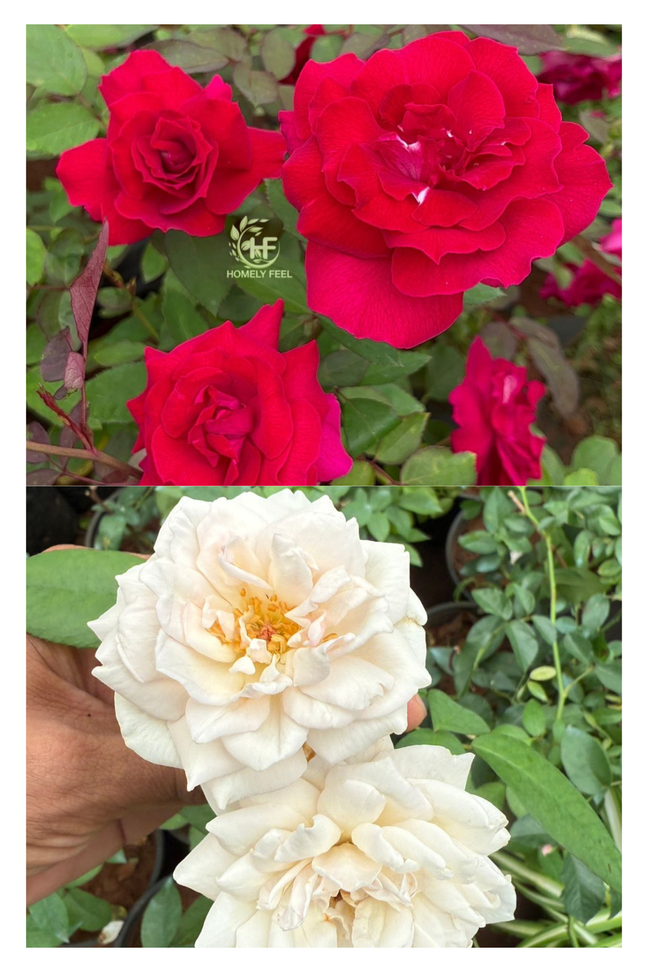 Own Rooted Rose Combo(kashmir&Desi white Rose)