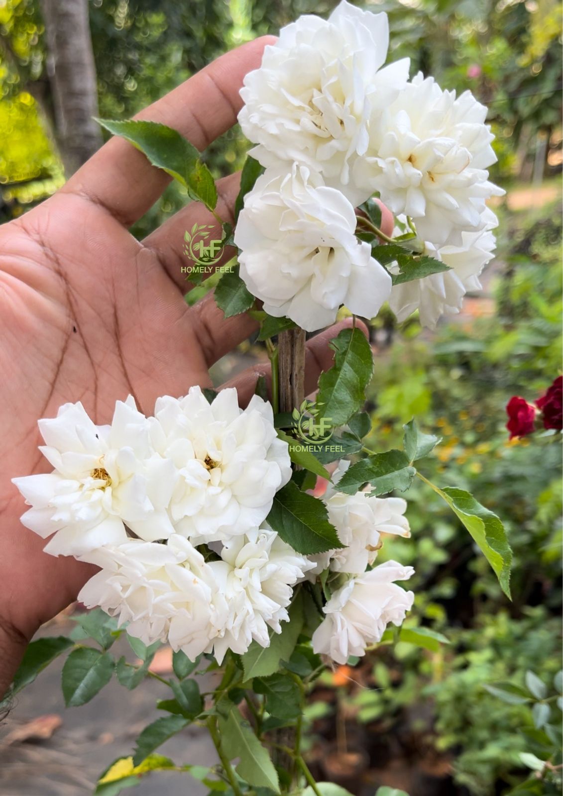 Climbing Rose White(Own Rooted)