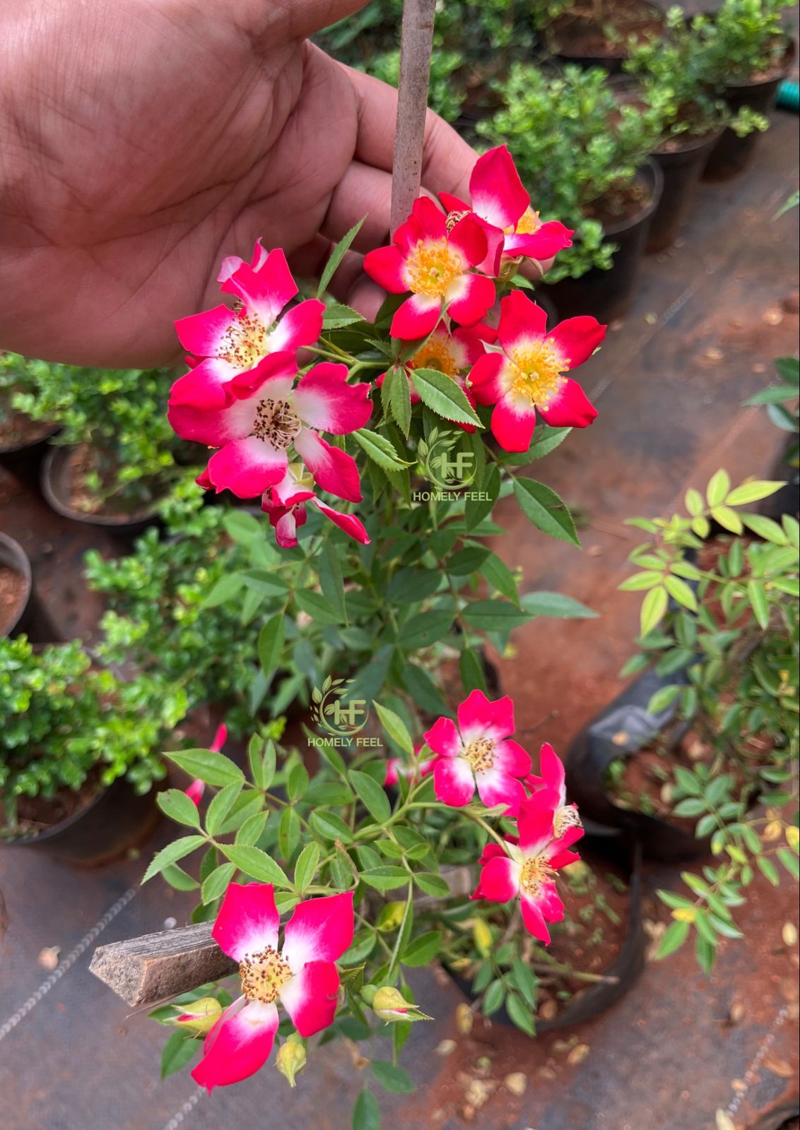 Climbing Rose Butterfly Pinkish Red(Own Rooted)