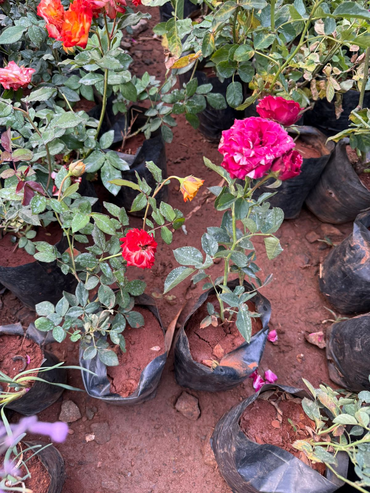 Own Rooted Rose Combo(Charishma&Scentimental Rose)