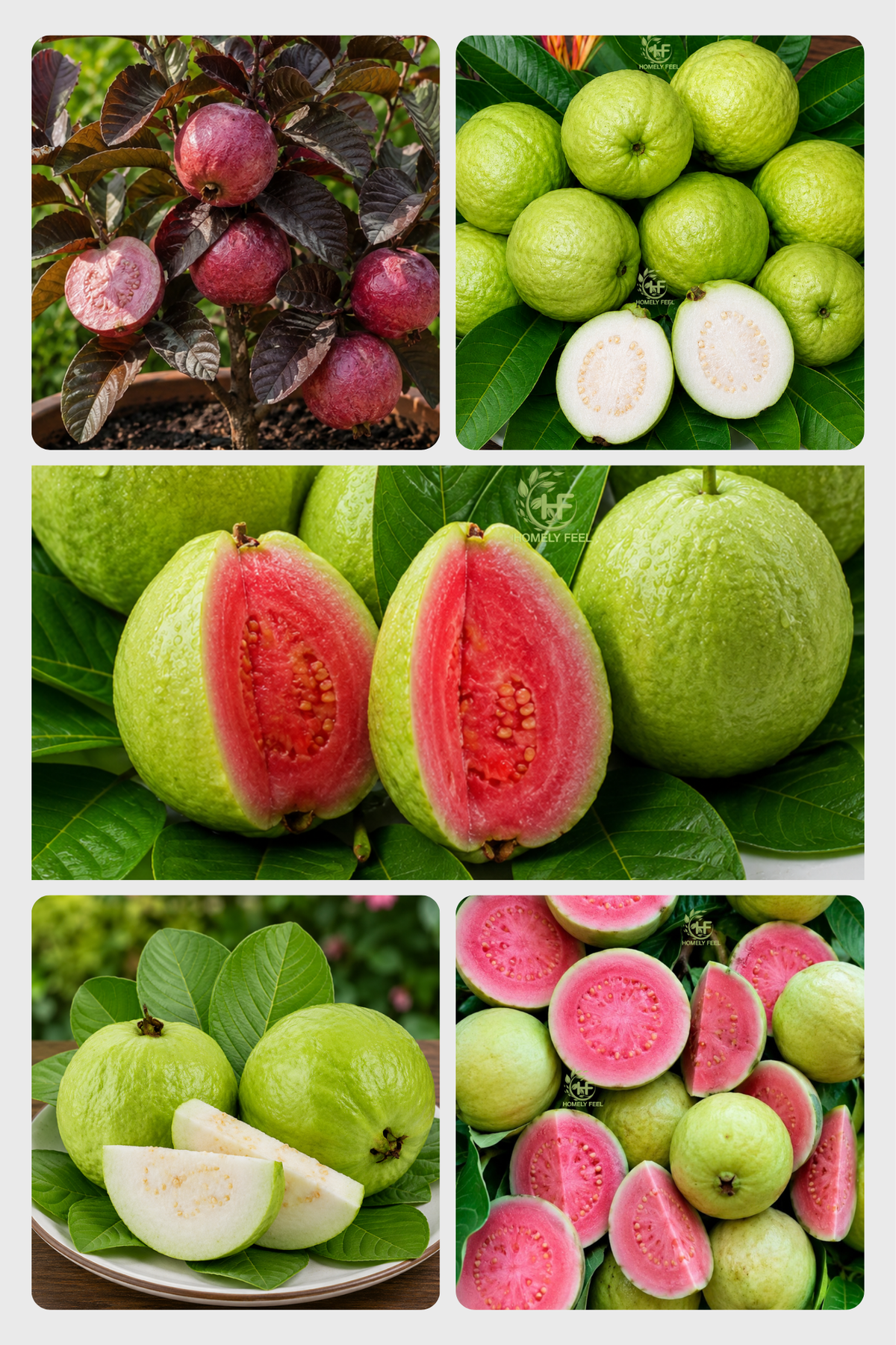 Guava Combo(5 Varieties)(Layered)C3