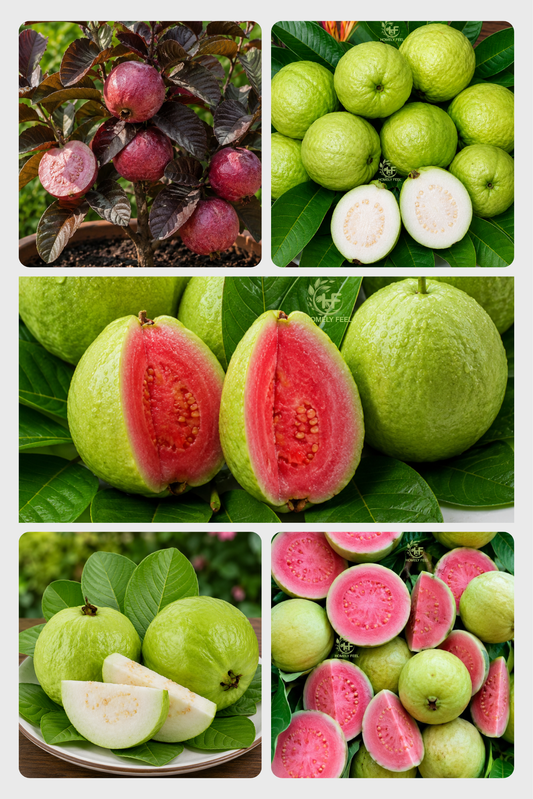 Guava Combo(5 Varieties)(Layered)C3