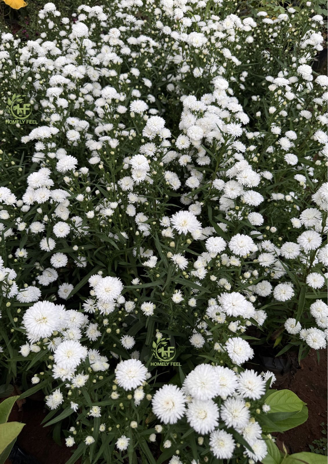 Daisy White