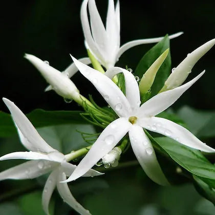Kagda Jasmine(long bud)