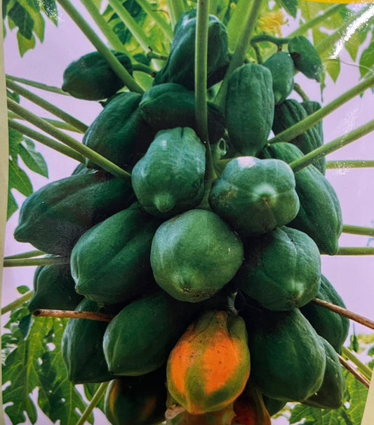 Papaya Seed