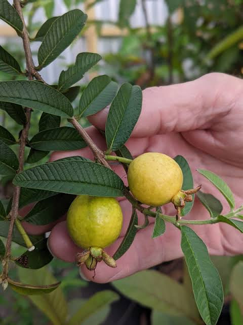 Dwarf Chinese Guava