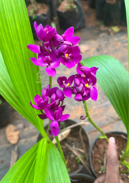 Ground Orchid Violet