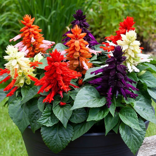 Salvia Combo(4 colours)