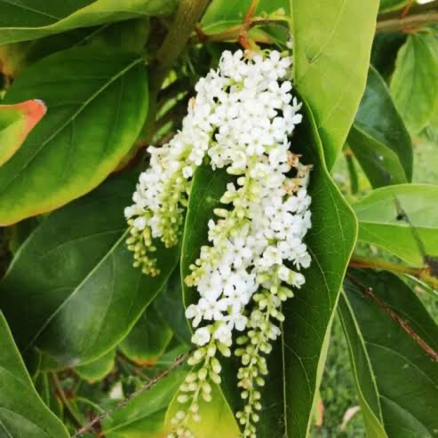 Parijatham(Citharexylum spinosum (Fiddlewood Tree))