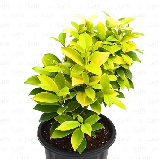 Ficus Panda