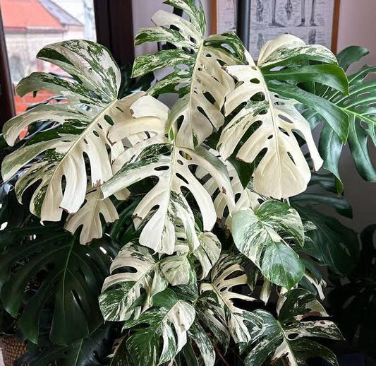 Monstera Deliciousa Albo