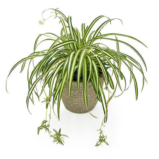 Spider plant(Chlorophytum Cosmosum)