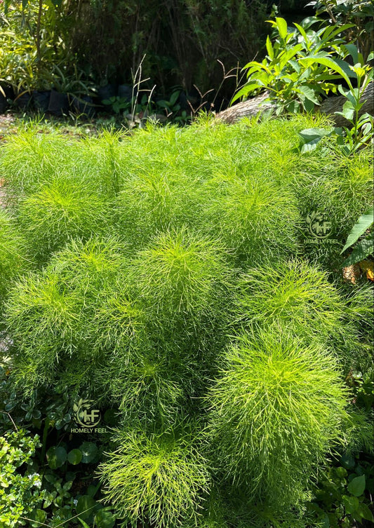 Dogfennel Bush