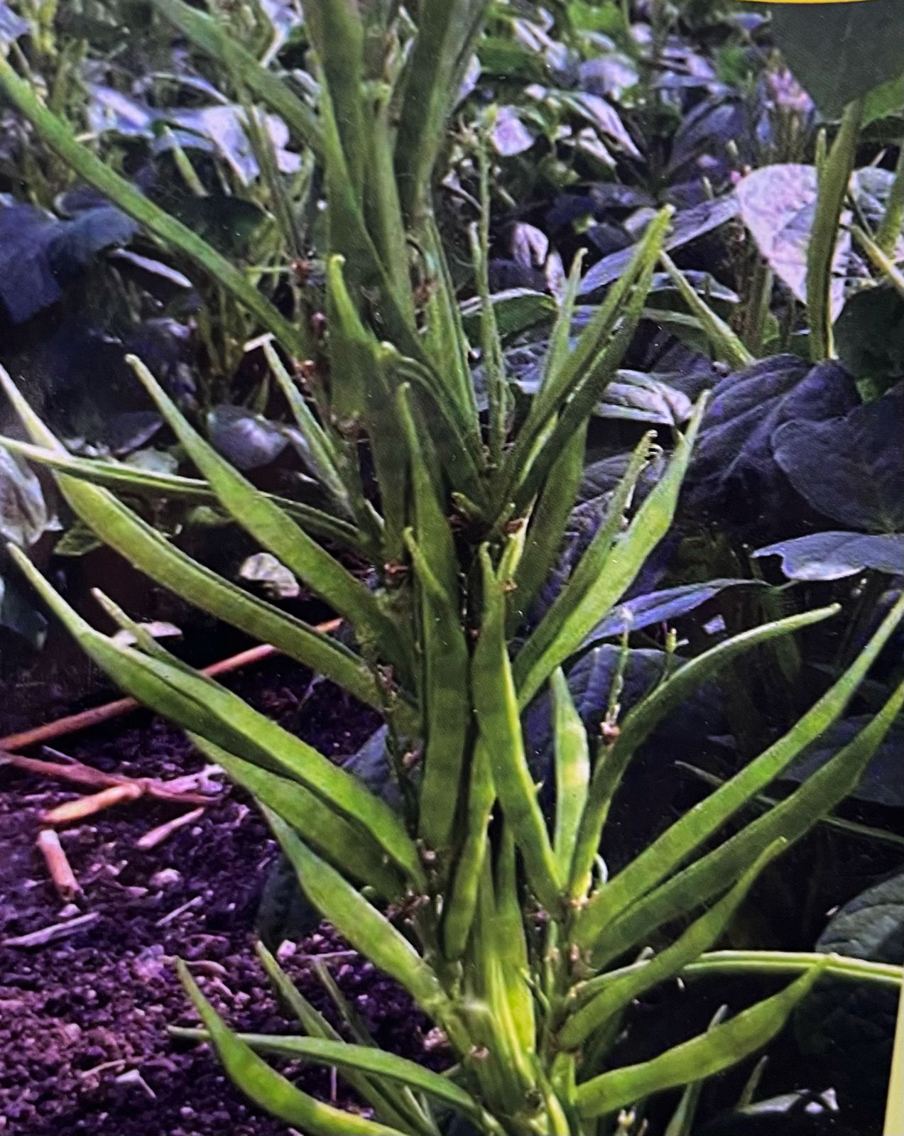 Cluster Beans(കൊത്തമര)seed