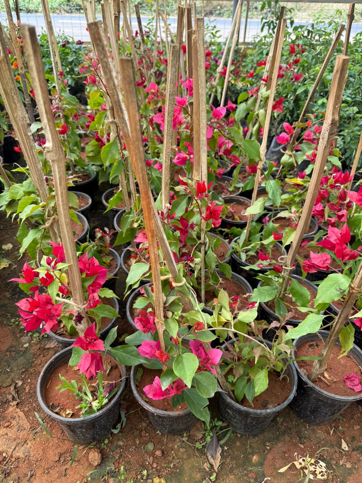 Bougainvillea Ruby Red Hybrid