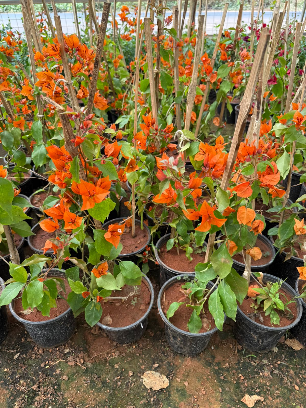Bougainvillea Fire Opal Hybrid