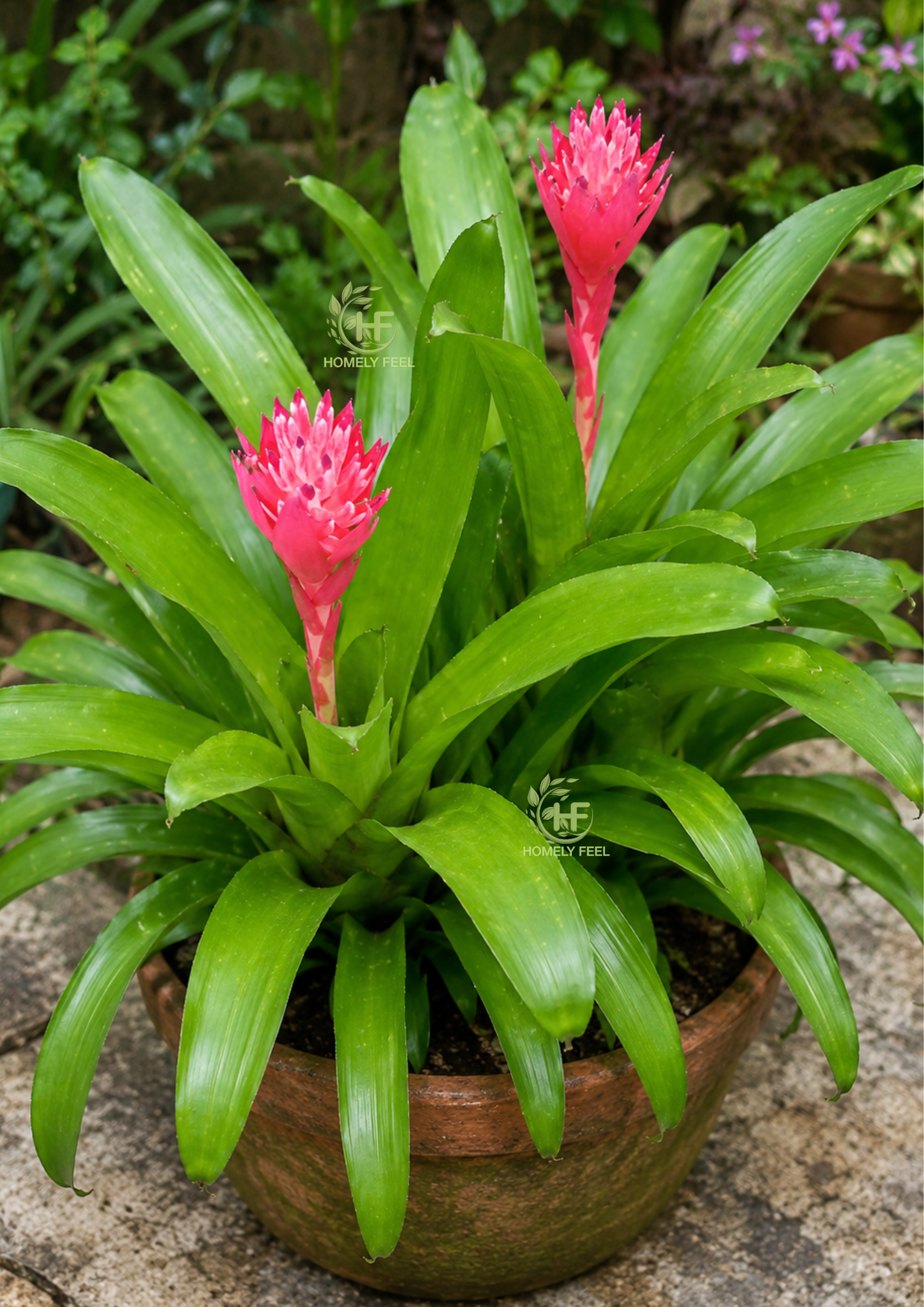 Bromeliad Pink