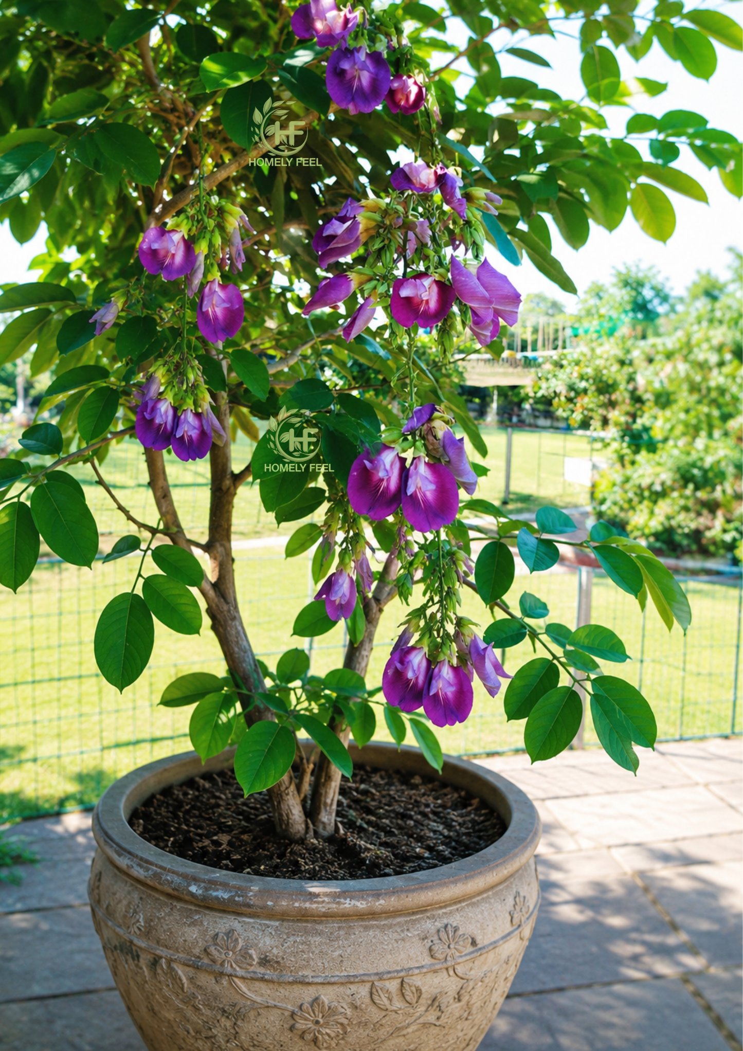 Butterfly Pea Tree