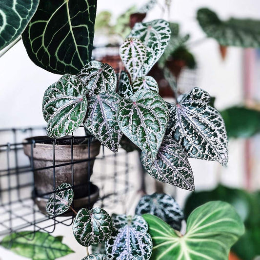 Piper Ornatum(Celebes pepper)