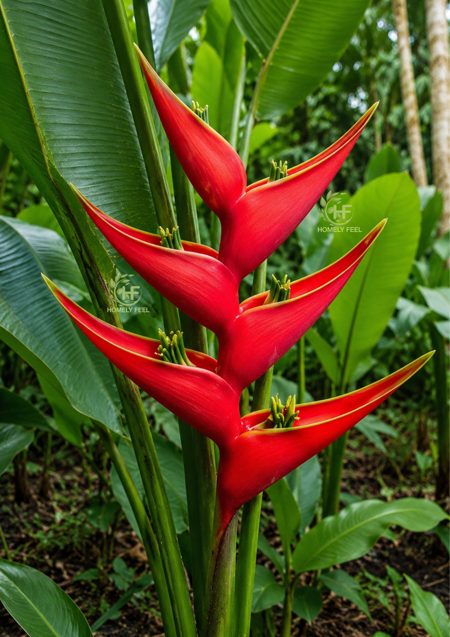 Heliconia Iris Red