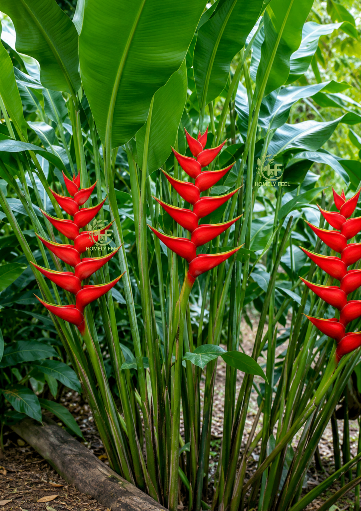 Heliconia Bihai Red