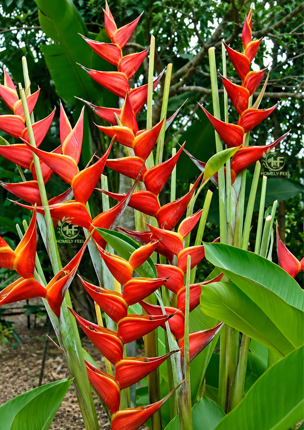 Heliconia Kawauchi