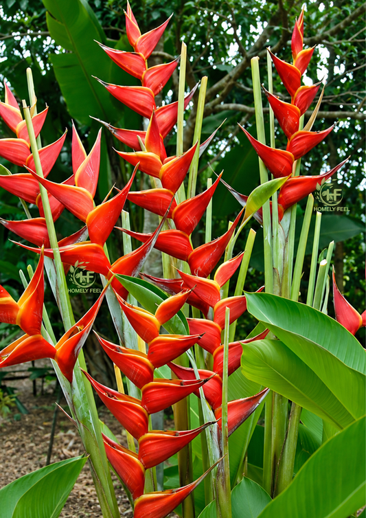 Heliconia Kawauchi