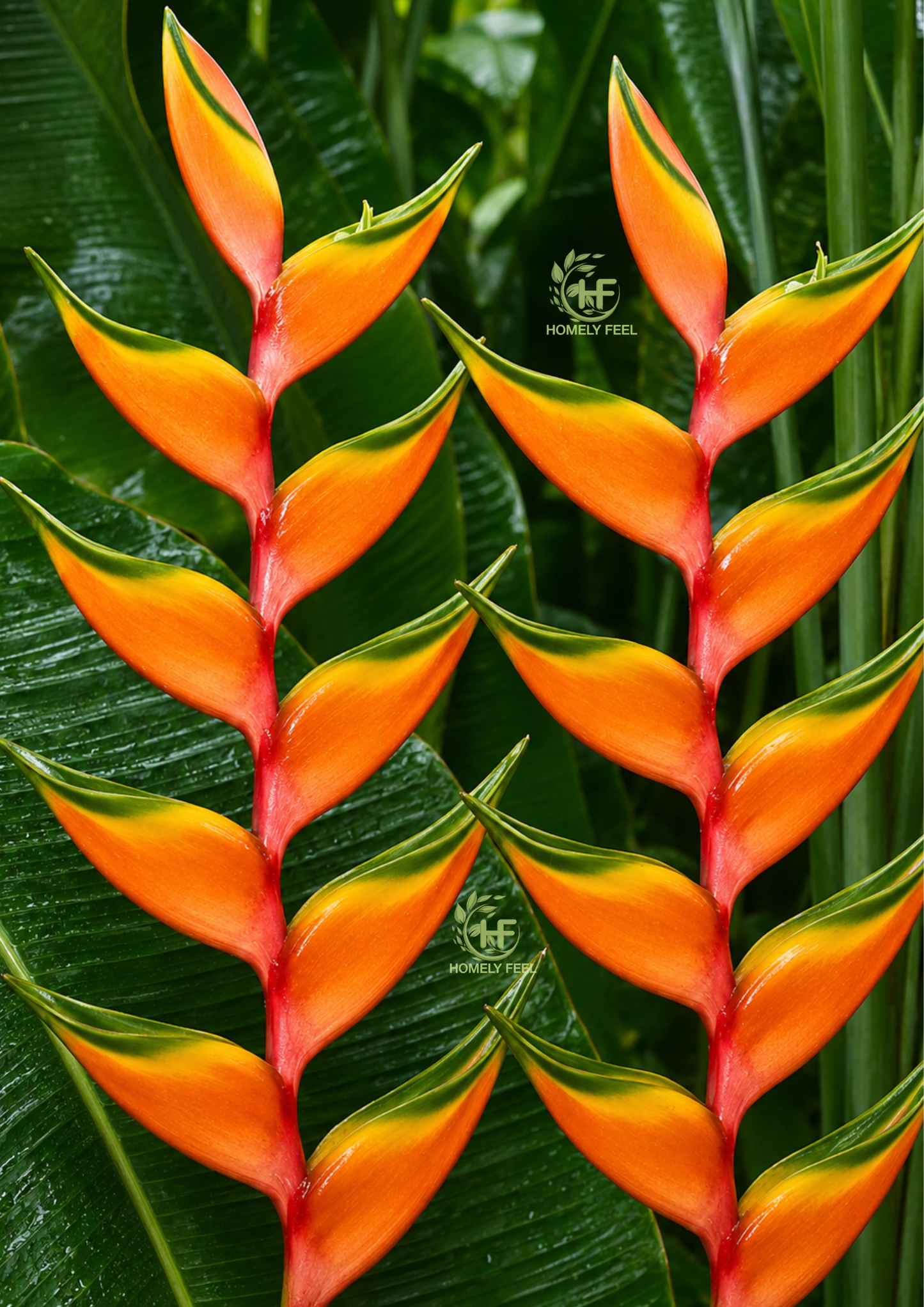 Heliconia Peachy Pink