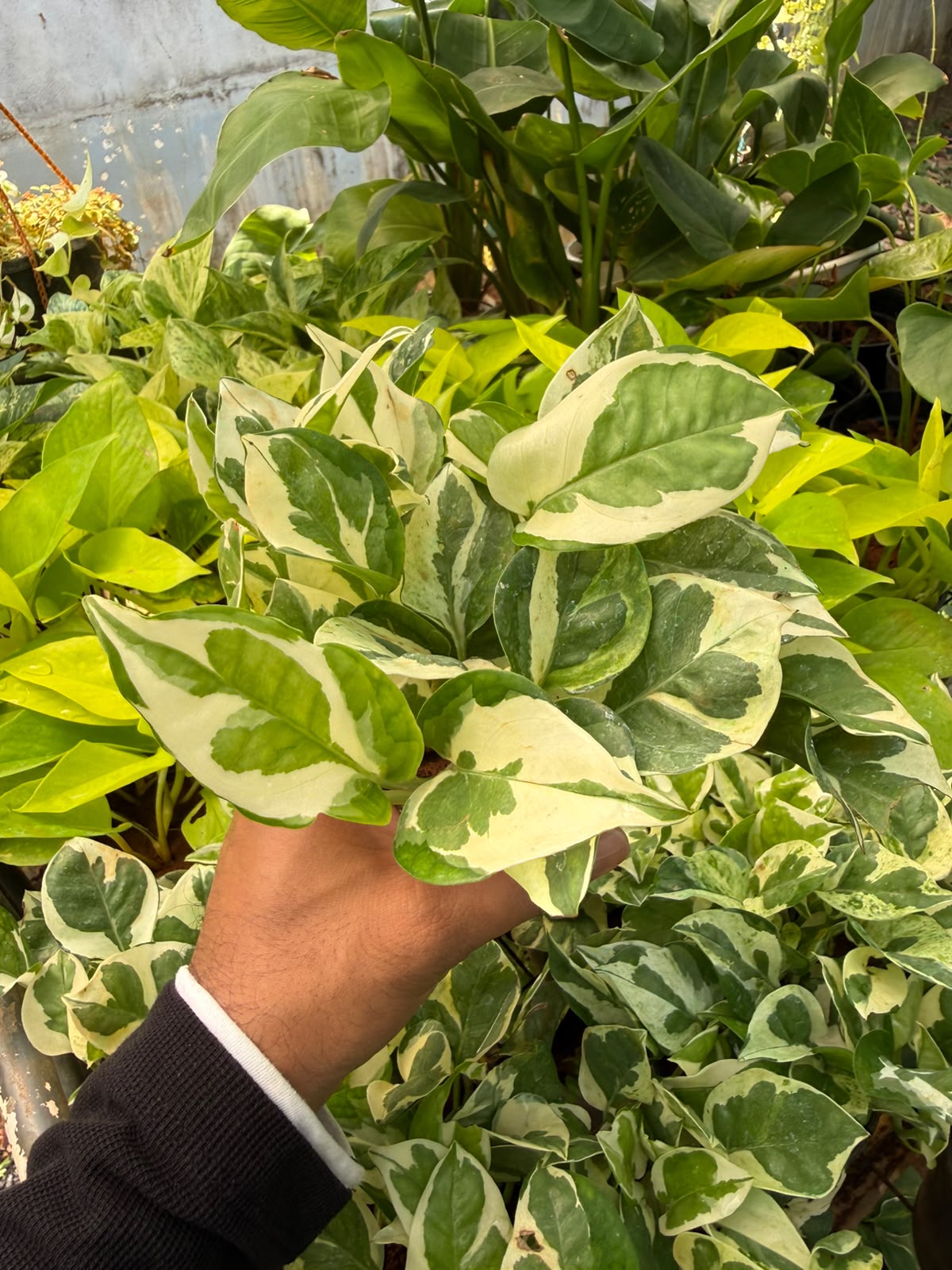 Njoy pothos Bushy