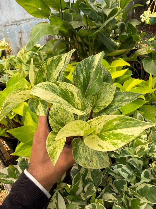 Marble pothos Bushy