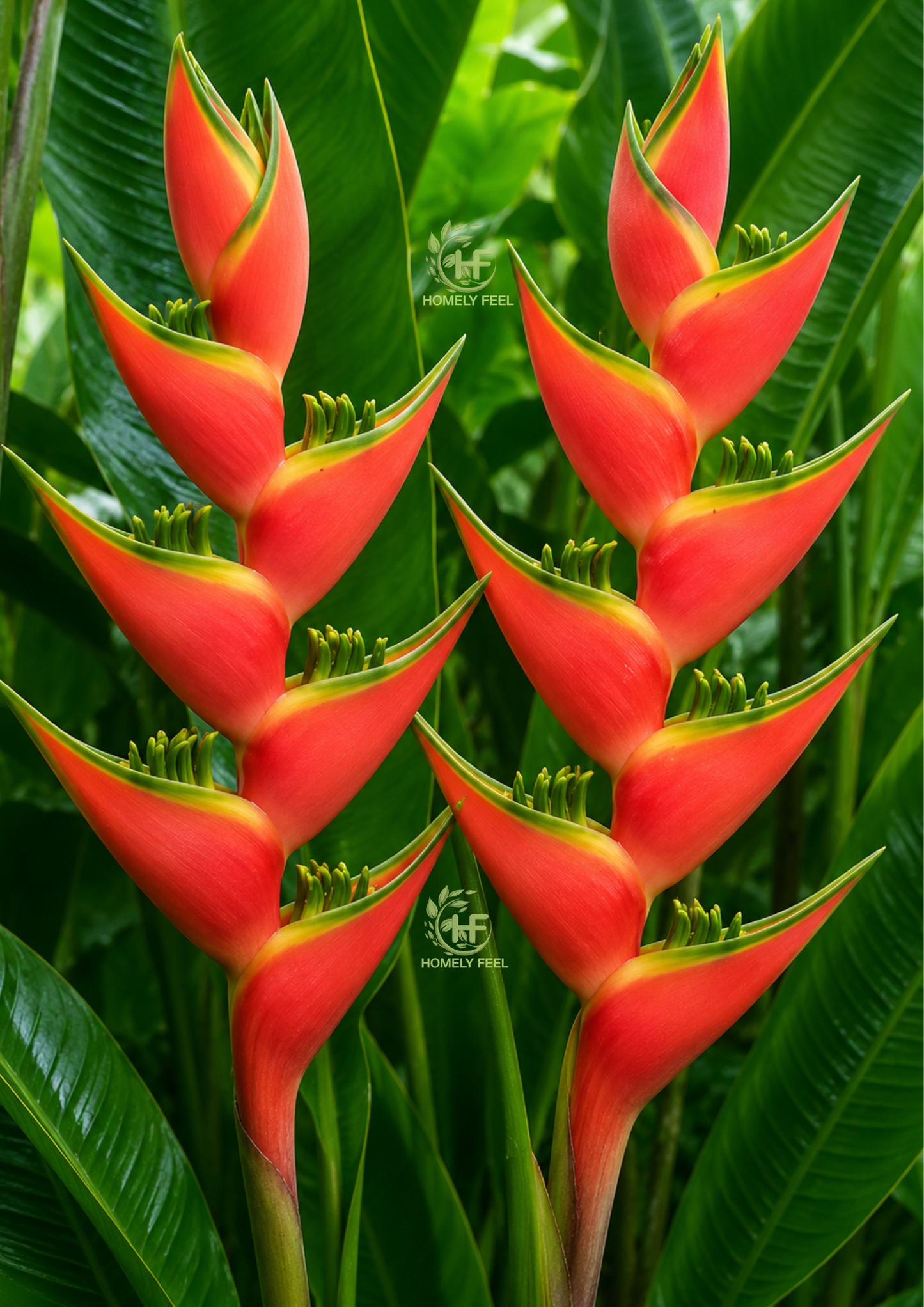Heliconia Pumpkin