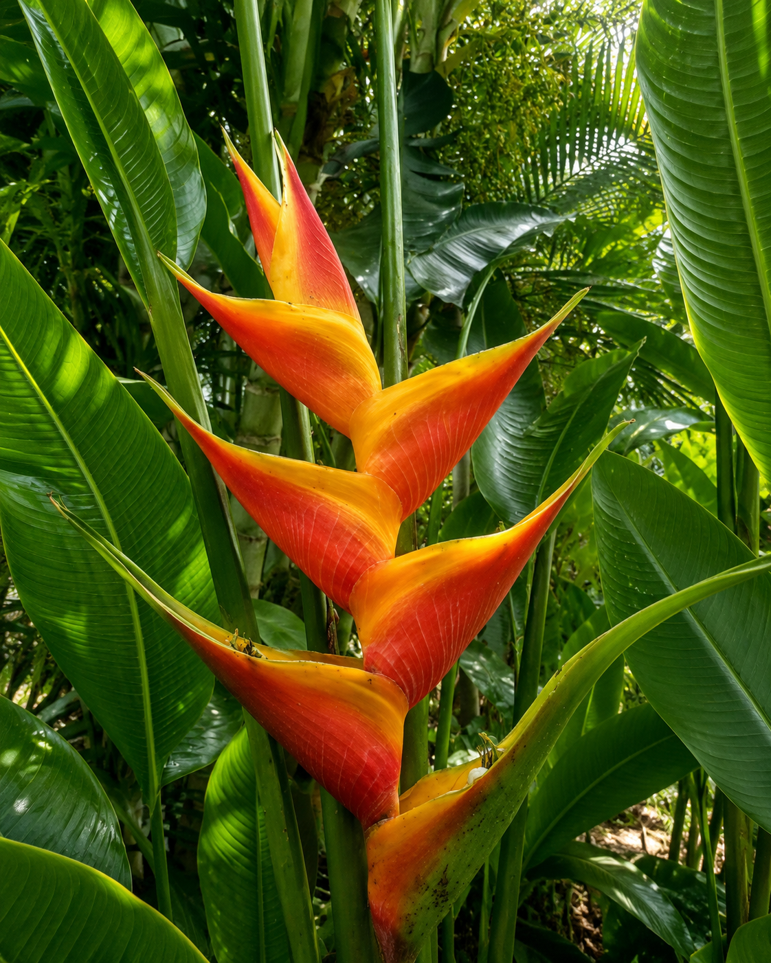 Heliconia Caribbean Jacquinii