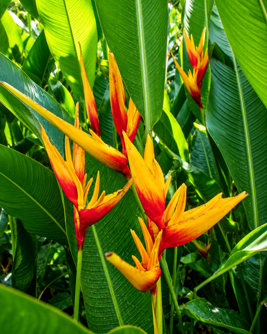 Heliconia Golden Torch Adrian