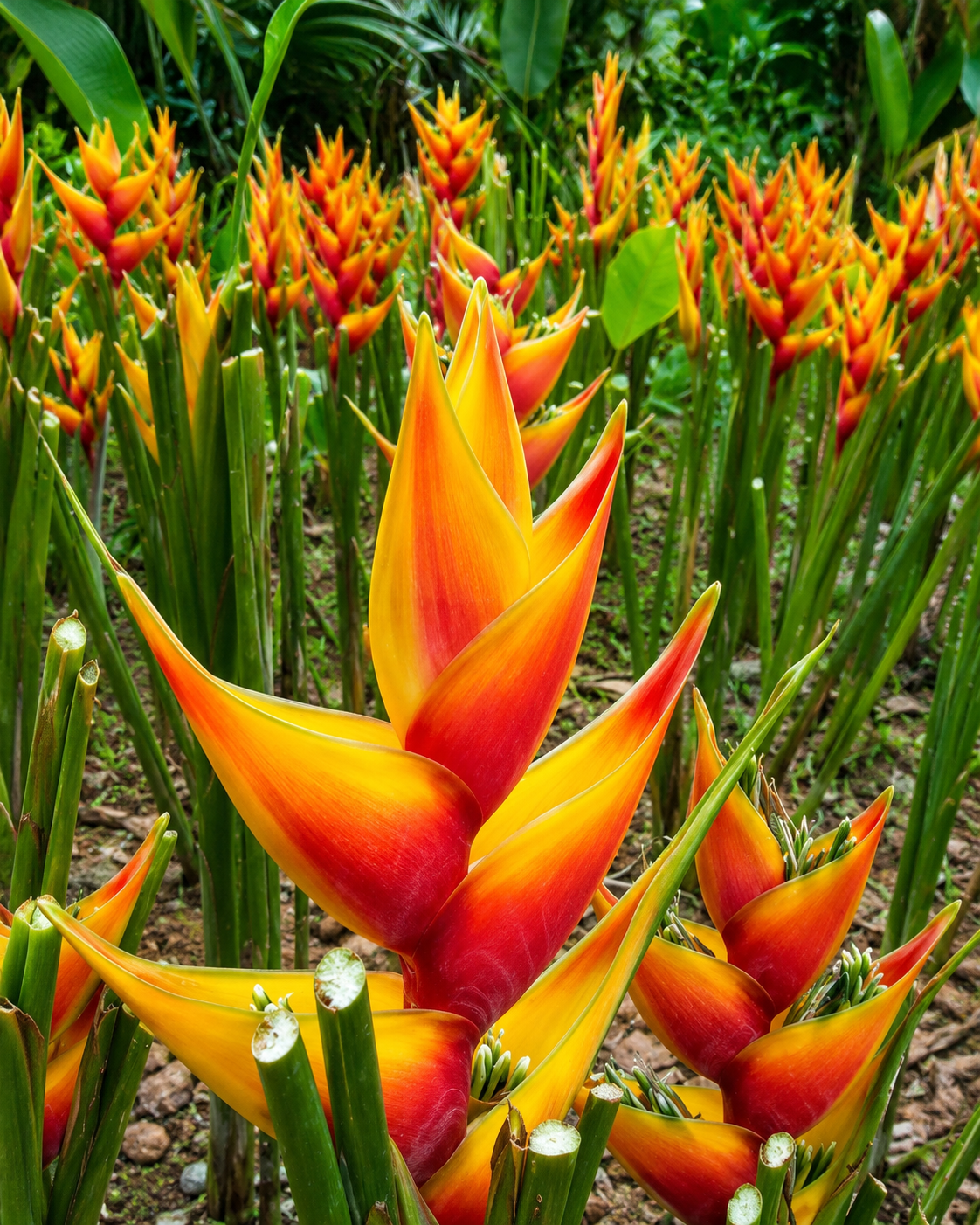 Heliconia Heart of Gold