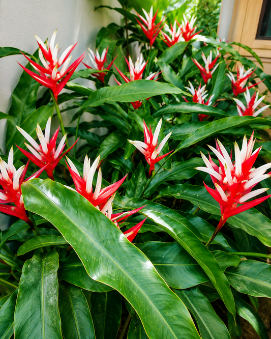 Heliconia Red Christmas