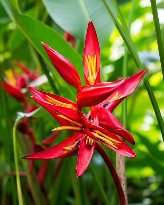 Heliconia Red Torch