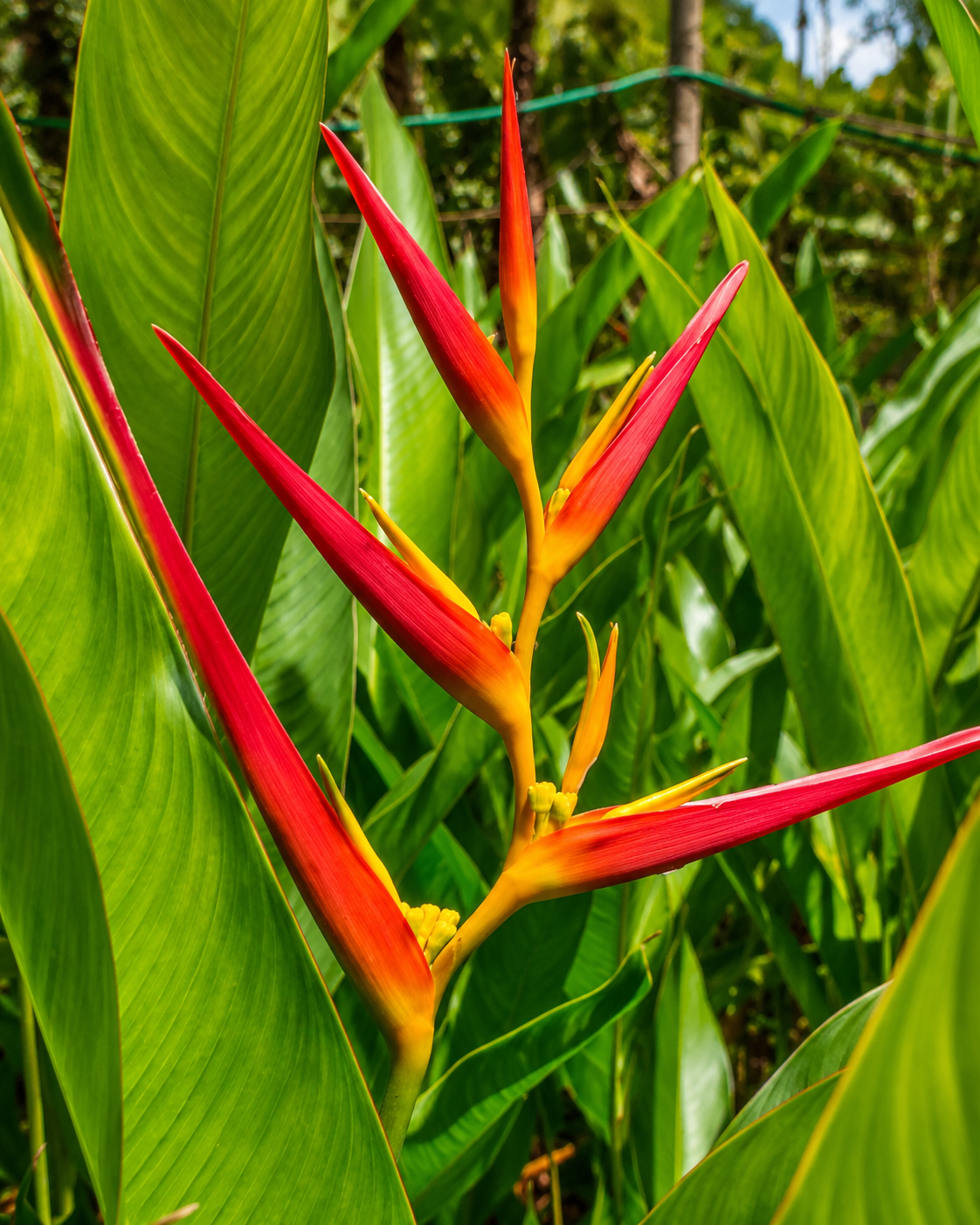 Heliconia Carmasita
