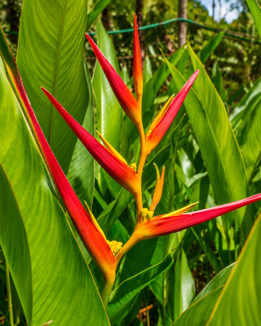 Heliconia Carmasita