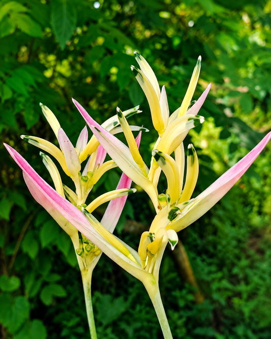 Heliconia Pink Pearl