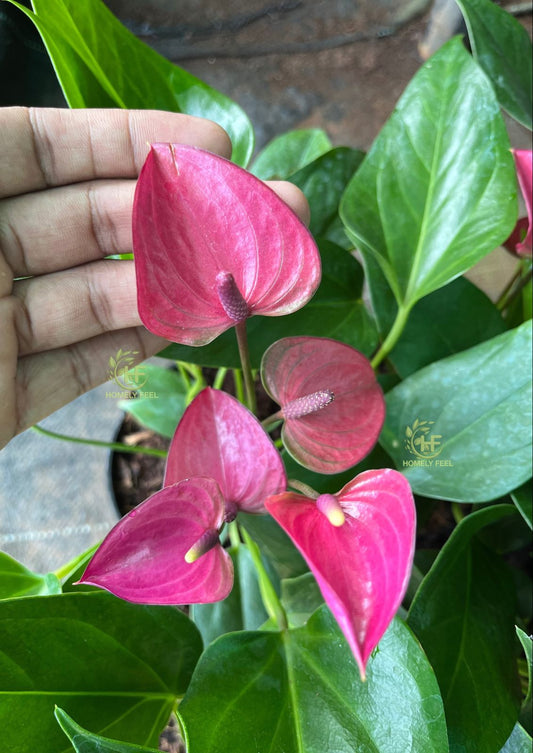 Anthurium Purple
