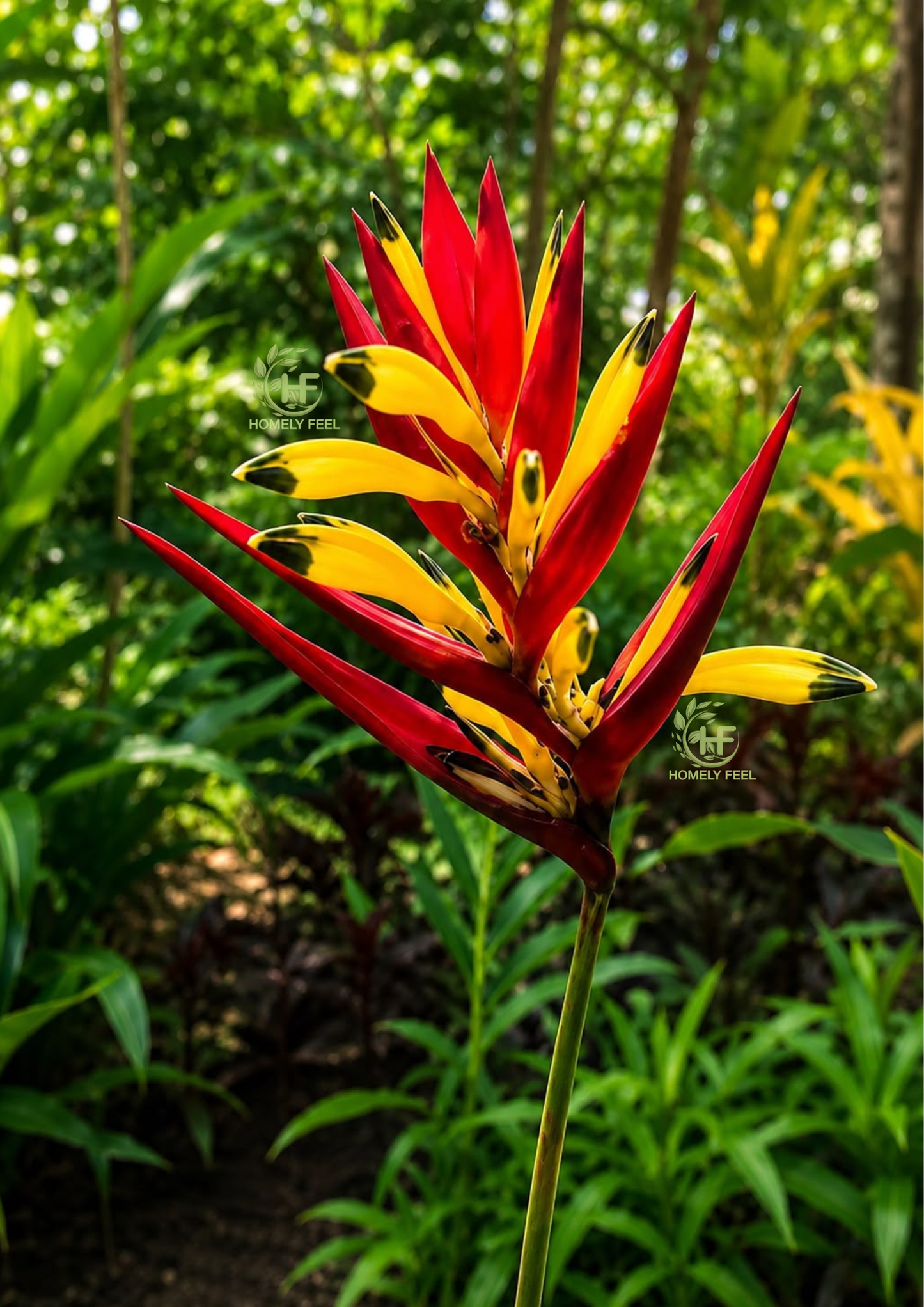 Heliconia Hirsuta