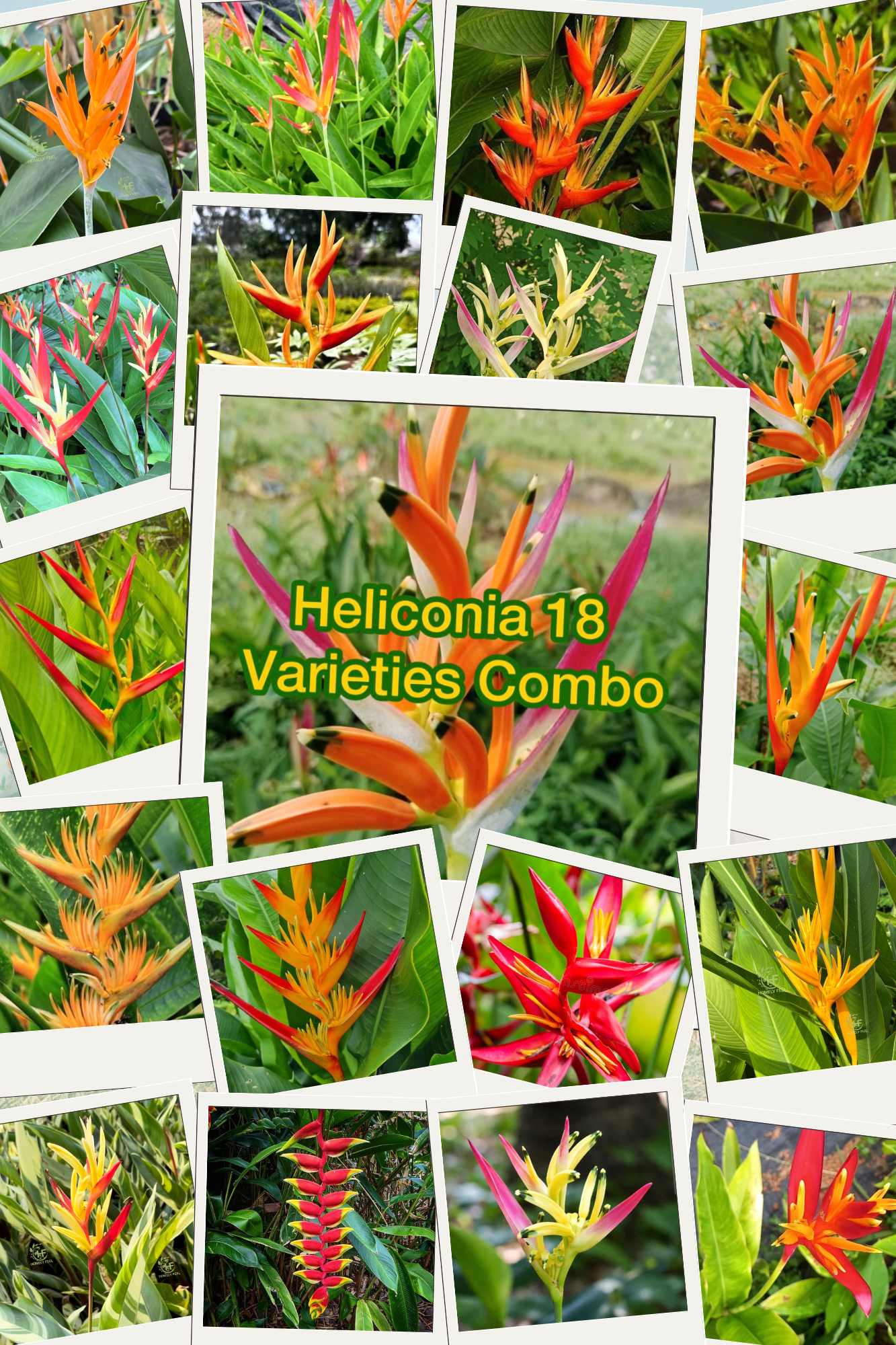 Heliconia Combo(18 varieties)