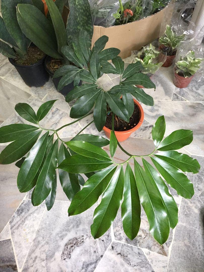 Philodendron Goeldii