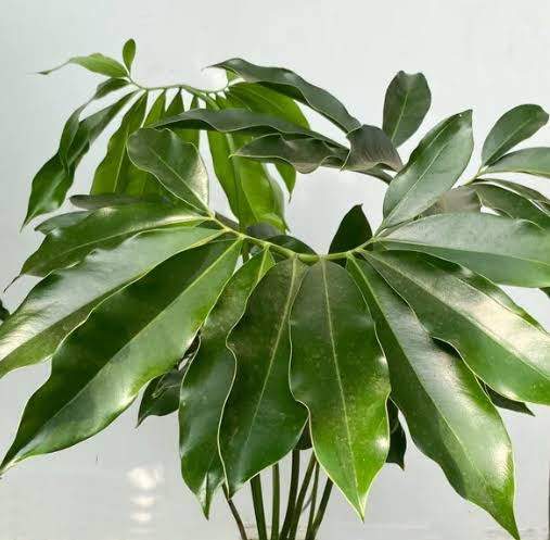 Philodendron Goeldii