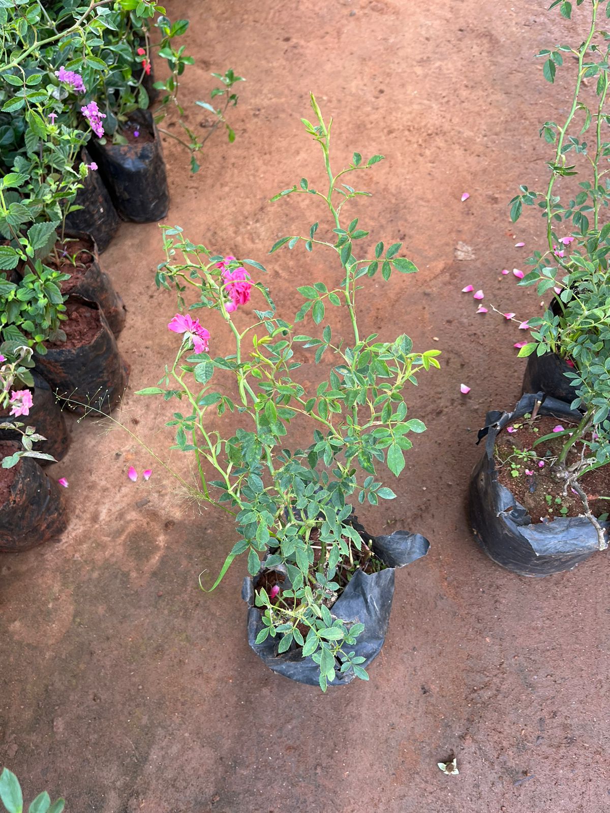 Climbing Rose Baby Pink(Own Rooted)