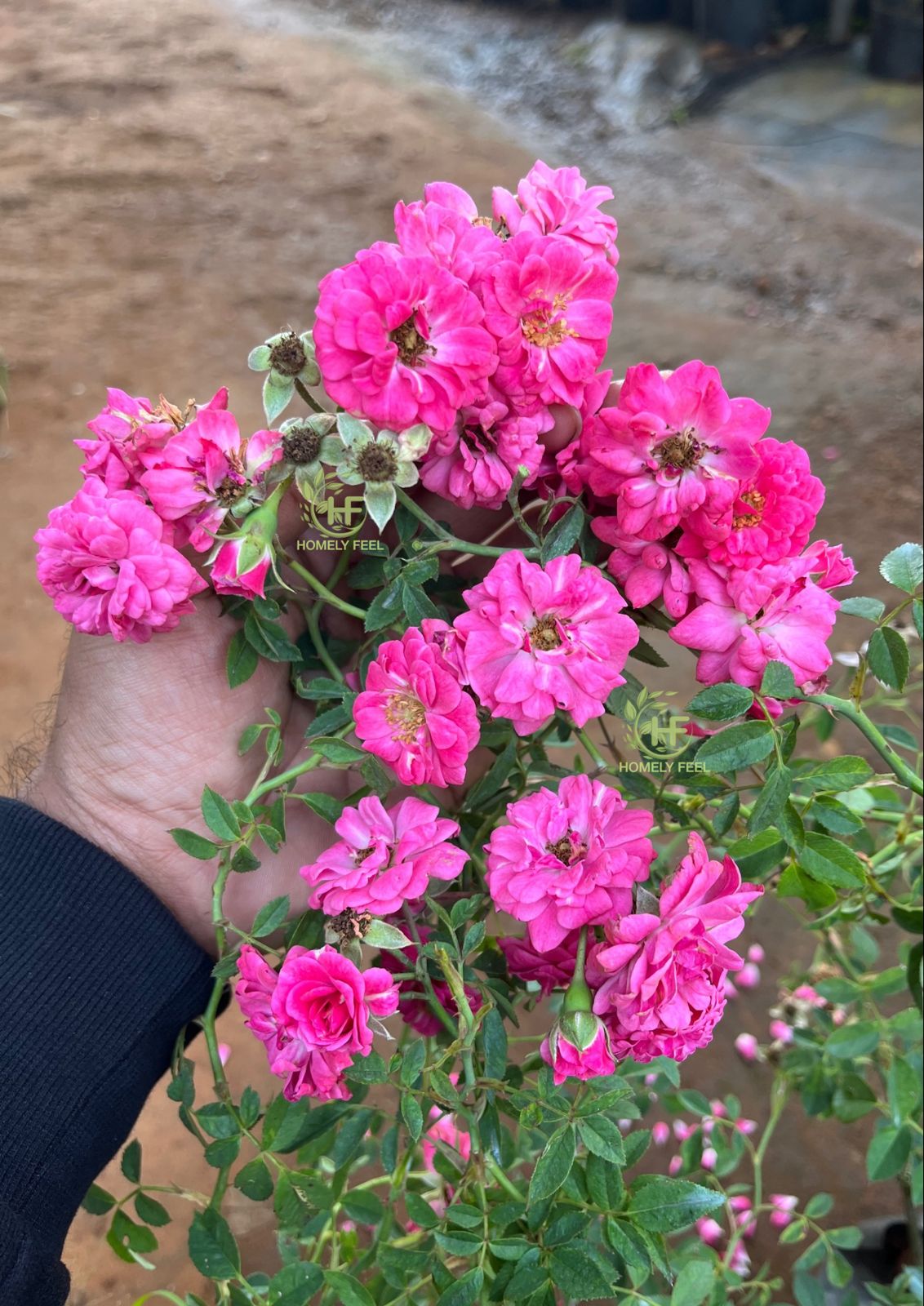 Climbing Rose Baby Pink(Own Rooted)