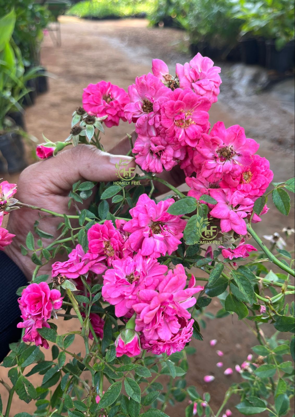 Climbing Rose Baby Pink(Own Rooted)