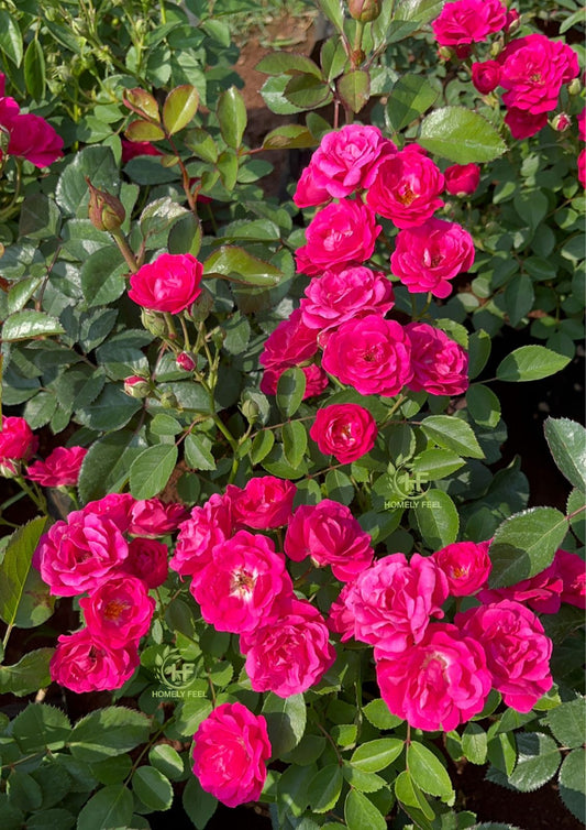 Button Rose Pink(Own Rooted-Nadan)