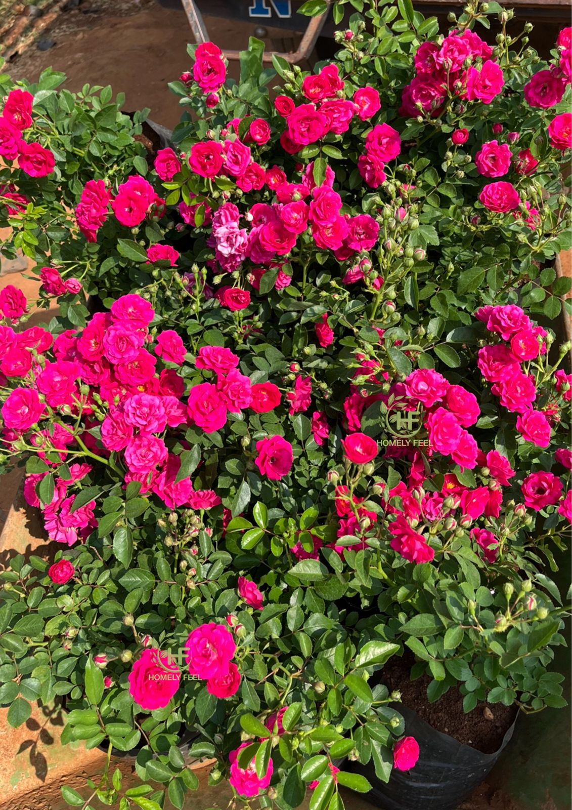 Button Rose Pink(Own Rooted-Nadan)