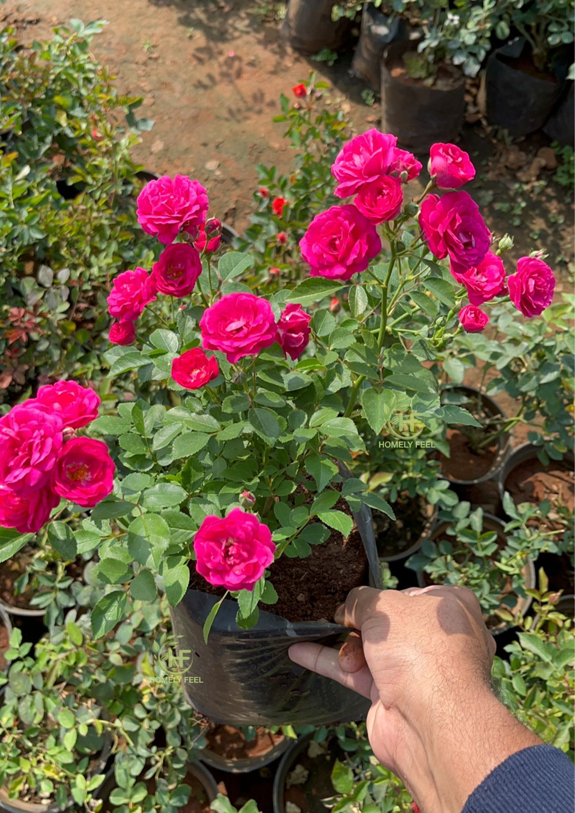 Button Rose Pink(Own Rooted-Nadan)